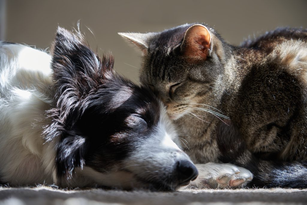 chat et chien domestiques 