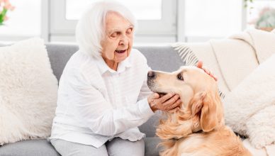 Assurance pour animaux de compagnie seniors